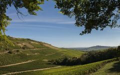 Grand Fossil Grand Fossil Vineyards Winery Image