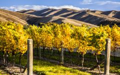 Frenzy Marlborough Sauvignon Blanc Vineyards Winery Image