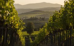 Tenuta Luce Tenuta Luce Vineyards Winery Image