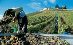 Schloss Johannisberg Schloss Johannisberg Harvest Winery Image