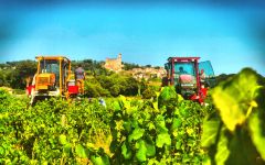 Domaine Pierre Usseglio et Fils Winery Image