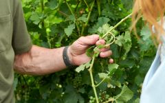 Candoni De Zan Caring for Every Grape Winery Image