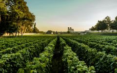 Lanson Le Clos Lanson Winery Image