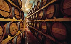 Masciarelli Cellar at Masciarelli Winery Image