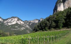 Tiefenbrunner Winery Image