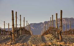 Bodegas Beronia Rioja Alta Vineyards Winery Image