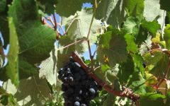Fuenteseca  Winery Image