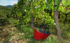 Badia a Coltibuono Harvest Time in the Vineyard Winery Image