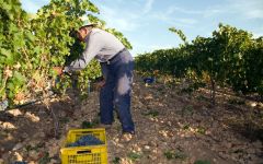 Bodega El Angosto  Winery Image