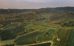 Villa Jolanda The Vineyards in Summer Winery Image