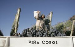 Vina Cobos Cobos Malbec 2011 | Wine.com