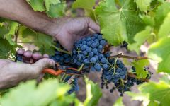 El Pacto El Pacto Vines Winery Image