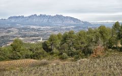 Llopart Winery Image