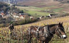 Domaine Roux Pere & Fils Winery Image