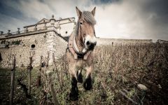 Albert Bichot Winery Image
