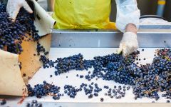 Lions Head Collection Innovative Sorting Winery Image