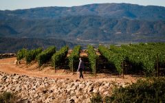 OVID OVID Vineyard Winery Image