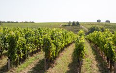 Chateau Larose-Trintaudon Chateau Larose-Trintaudon Vineyards Winery Image