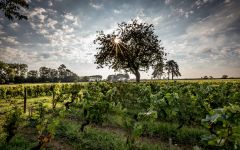 Albert Bichot Meursault 2023 | Wine.com