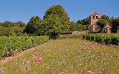 Cave de Lugny Wildflowers Along the Vineyard Winery Image