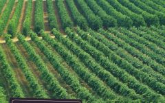Cantine Cavicchioli Winery Image