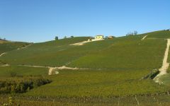 Aldo Conterno Romirasco Vineyard Winery Image