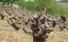 Bodegas Nekeas Winery Image