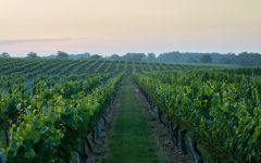 Wolffer Estate Vineyard Vineyards at Wölffer Estate Vineyard Winery Image