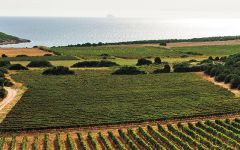 Cantina Mesa  Winery Image