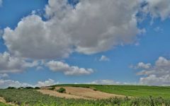 Pala S'Arai Vineyard at Pala Winery Image