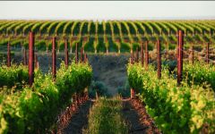 Double Canyon Distinctive Terroir Winery Image