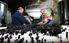 Saget la Perriere Domaine de la Perrière-Tri du raisin Winery Image