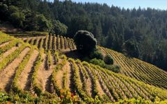 Banshee  Winery Image