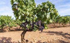 El Pacto El Pacto Vines Winery Image