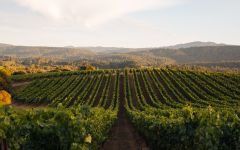 Roederer Estate Anderson Valley Winery Image