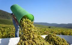 Hans Wirsching Harvest Winery Image