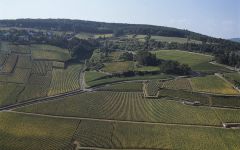 Chanson Pere & Fils Clos des Feves Winery Image