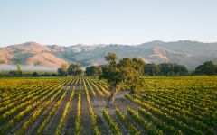 Beringer Vineyards Knights Valley Vineyard Winery Image
