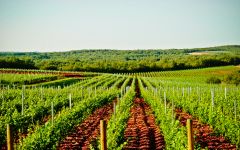 Saints Hills St. Roko Vineyard Winery Image