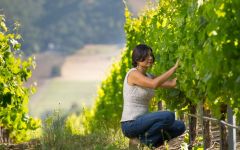 Matanzas Creek Winery Winemaker Marcia Torres Forno Winery Image