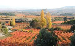 Remelluri Time for a colorful harvest Winery Image