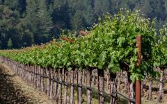 Freemark Abbey Bosche Vineyard Winery Image