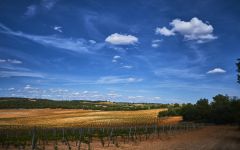 Bela Bela Vineyard Winery Image