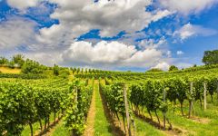 Le Petit Silex  Winery Image