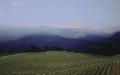 Faust Faust Vineyard in the Early Morning Winery Image