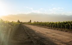 Luigi Bosca Vineyard Winery Image