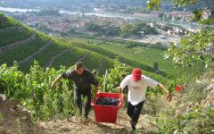 Delas Freres Harvest in the Rhone Valley Winery Image