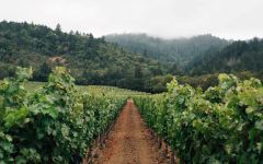 TOR Napa Valley’s Best Winery Image