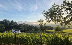 AXR Winery Image