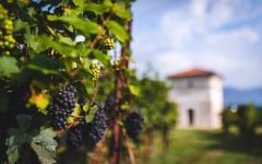 Berlucchi Winery Image